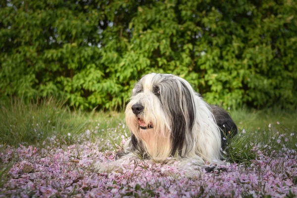 ひげそりした冠はピンクの花に横たわっています だから患者モデルと素敵な犬 — ストック写真