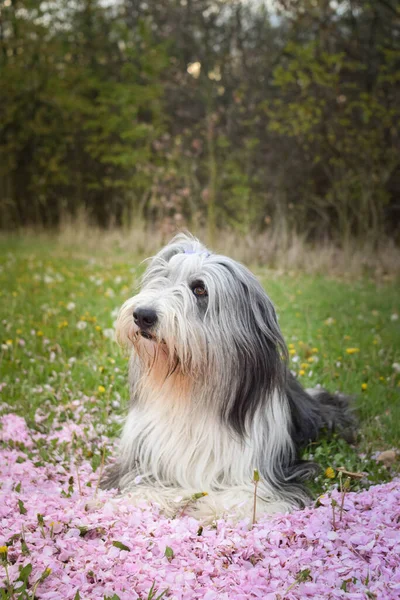 Szakállas Collie Rózsaszín Virágban Fekszik Türelmes Modell Kedves Kutya — Stock Fotó