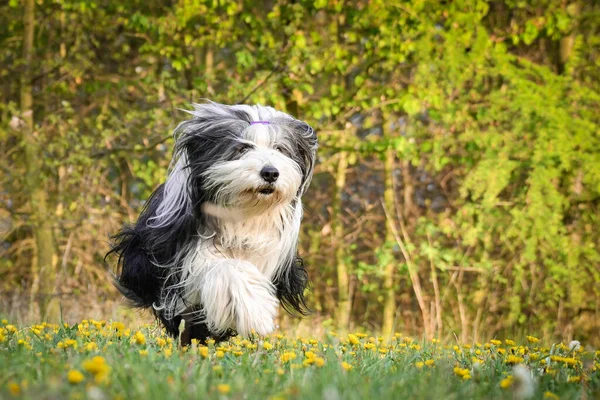 髭のついた冠はタンポポで走っています 彼はとても忍耐強い犬だ — ストック写真