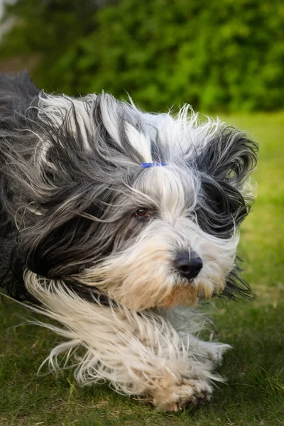 Γενειοφόρος Κόλεϊ Τρέχει Πικραλίδες Είναι Τόσο Υπομονετικός Σκύλος — Φωτογραφία Αρχείου