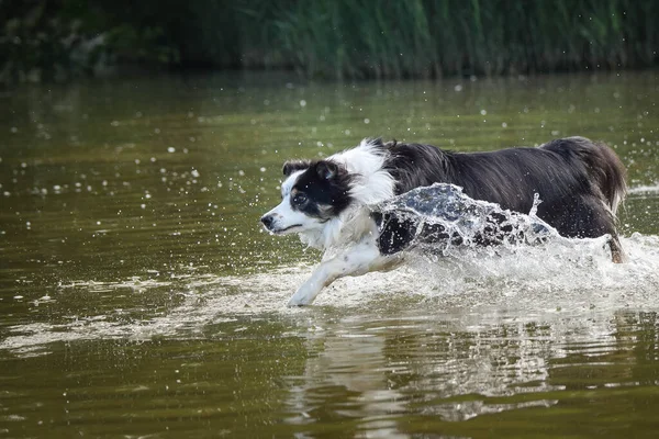 Sınırdaki üç renkli çoban köpeği suya atlıyor. O gerçekten iyi bir yüzücü..