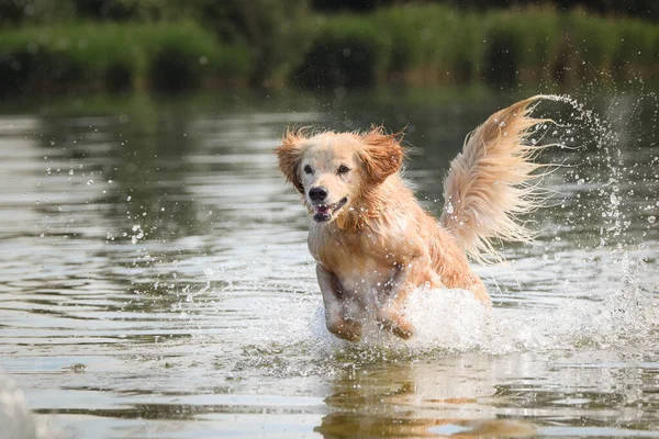Sarı melez köpek suya atlıyor. O gerçekten iyi bir yüzücü..