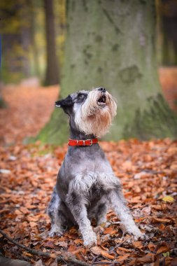 Schnauzer yolda oturuyor. Sonbaharda dışarıda çok mutlu..