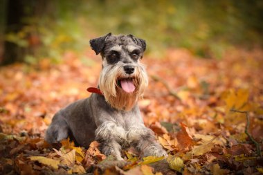 Schnauzer doğada yapraklarla birlikte yatıyor. Çok tatlı bir köpek..