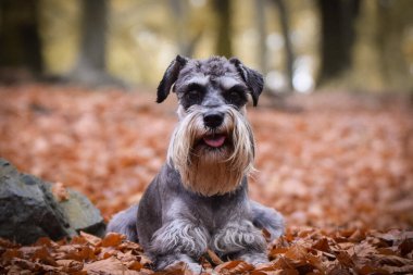 Schnauzer doğada yapraklarla birlikte yatıyor. Çok tatlı bir köpek..