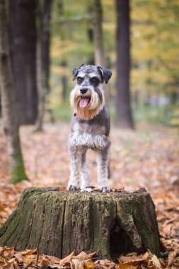 Sakat duran Schnauzer 'in portresi. Başka bir emir bekliyor. Ve çok tatlı..