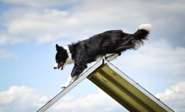 Çılgın sınır çobanı çeviklik parkında koşuyor. Rekabet için yeni şeyler öğretiyor..