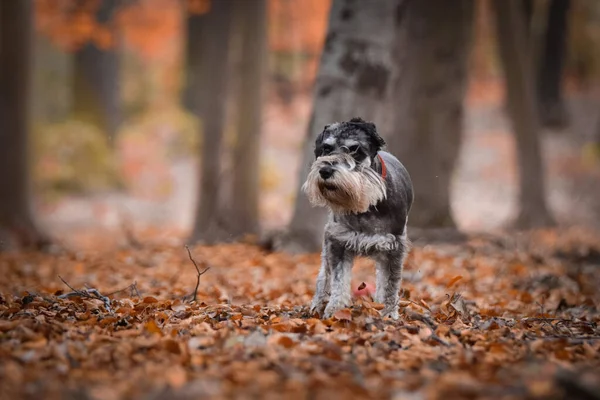 Schnauzer Loopt Natuur Rond Zijn Bladeren Leuke Hond — Stockfoto