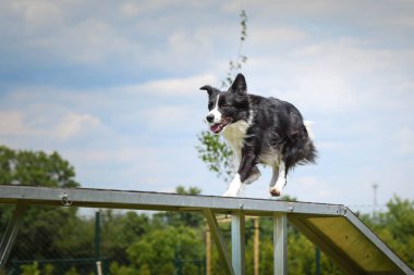 Çılgın siyah-beyaz sınır köpeği çeviklik parkında köpek gezintisinde koşuyor. Rekabet için yeni şeyler öğretiyor..