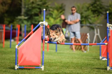 Sınırdaki üç renkli çoban köpeği engelleri aşıyor. Czech çeviklik yarışmasında harika bir gün..