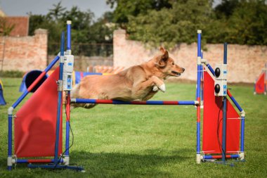 Nova Scotia ördek paralı av köpeği çevikliğini gösteriyor. Czech çeviklik yarışmasında inanılmaz bir gündü Ratenice. Sadece büyük yarışmalar vardı..