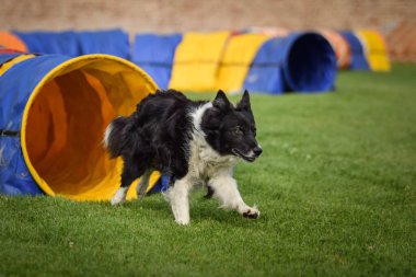 Sınır çobanı Ratenice yarışmasında çeviklik tünelinde. Czech çeviklik yarışmasında inanılmaz bir gündü Ratenice. Sadece büyük yarışmalar vardı..