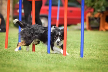 Ratenice yarışmasında çevik slalom yapan üç renkli Sınır Çobanı. Czech çeviklik yarışmasında inanılmaz bir gündü Ratenice. Sadece büyük yarışmalar vardı..
