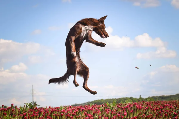 Crazy puppy of border collie is jumping in crimson clover. It was so tall so he must jump.