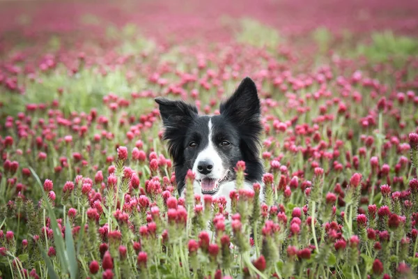 Yetişkin sınır köpeği Crimson Clover 'da. Çok komik bir yüzü var..