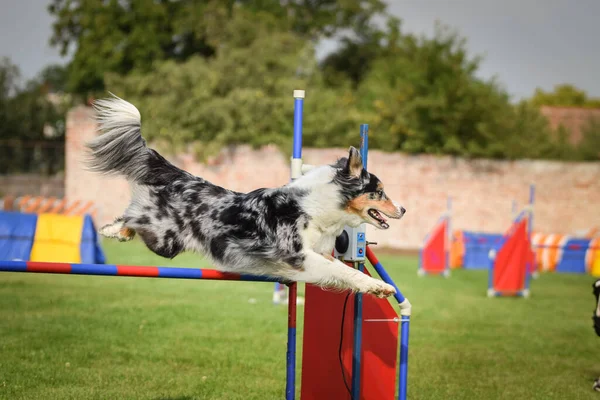 Bluemerle Border Collie Engelleri Aşıyor Czech Çeviklik Özel Eğitiminde Harika — Stok fotoğraf