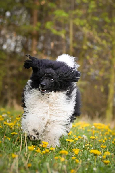 Μαύρο Κανίς Τρέχει Πικραλίδες Είναι Τόσο Καλό Σκυλάκι — Φωτογραφία Αρχείου