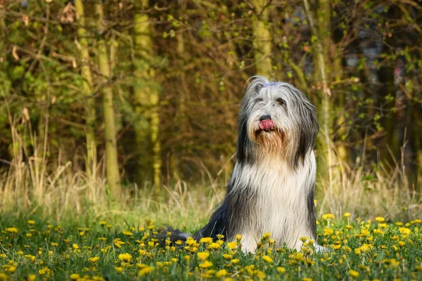 Portador Adulto Collie Está Sentado Dientes León Tiene Una Cara — Foto de Stock