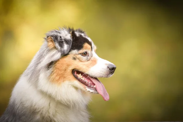 Australian Shepherd Sitting Way Nature She Running She Happy — Stock Photo, Image