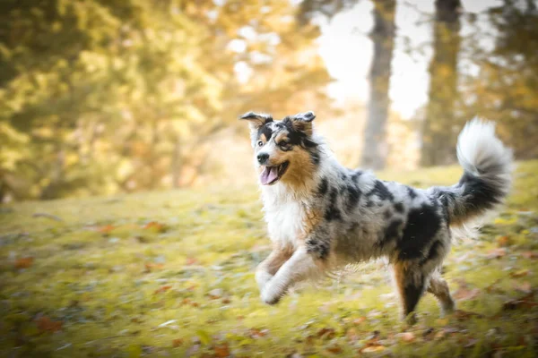 Portret Van Australische Herder Die Loopt Het Park Met Een — Stockfoto