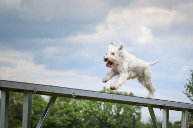 Çılgın beyaz köpek çeviklik parkında köpek yürüyüşü yapıyor. Rekabet için yeni şeyler öğretiyor..