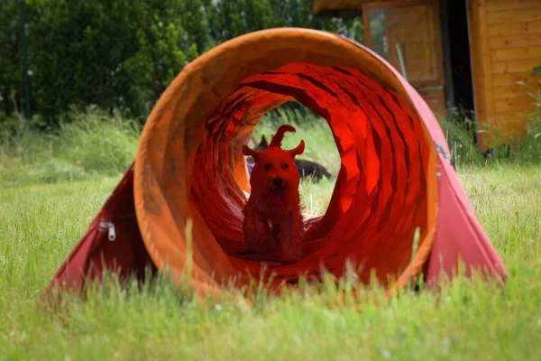 İnanılmaz, çılgın beyaz köpek çeviklik tünelinde koşuyor. Çeviklik konusunda inanılmaz bir köpek..