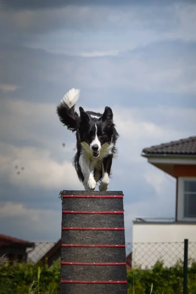 Őrült Fekete Fehér Collie Fut Agility Park Kutyasétáltatás Dolgokat Tanít — Stock Fotó