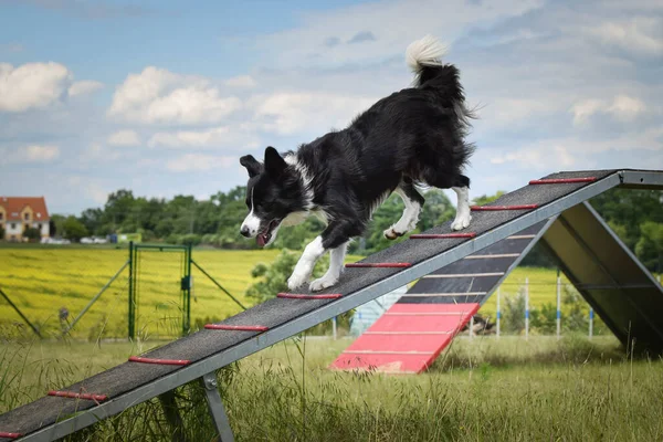 Çılgın Siyah Beyaz Sınır Köpeği Çeviklik Parkında Köpek Gezintisinde Koşuyor — Stok fotoğraf