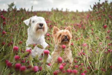 Yorkshire 'ın küçük köpeği ve beyaz schnauzer minyatür kırmızı yonca üzerinde yatıyor. O kadar uzundu ki atlamak zorunda kaldı..