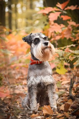 Schnauzer doğada yolda duruyor. Koştuğu için çok mutlu.