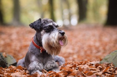 Schnauzer doğada yapraklarla birlikte yatıyor. Çok tatlı bir köpek..