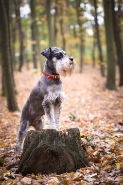 Schnauzer 'in portresi kütüğün üzerinde duruyor. Başka bir emir bekliyor. Ve çok tatlı..