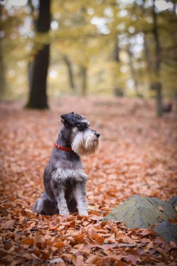 Schnauzer yolda oturuyor. Sonbaharda dışarıda çok mutlu..