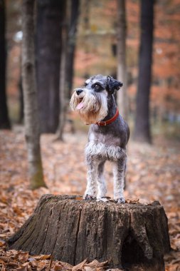 Schnauzer 'in portresi kütüğün üzerinde duruyor. Başka bir emir bekliyor. Ve çok tatlı..