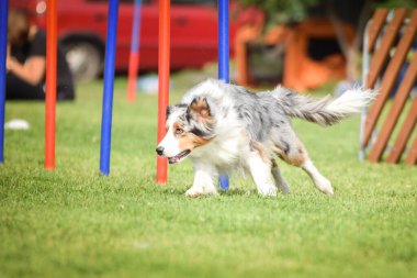 Czech çeviklik yarışmasında slalom koşan sevimli üç renkli Border collie. Köpekler bayılır.!