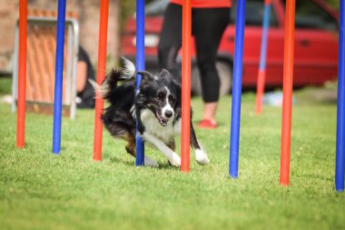 Czech çeviklik yarışmasında slalom koşan sevimli üç renkli Border collie. Köpekler bayılır.!