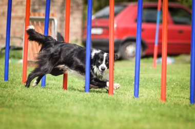 Czech çeviklik yarışmasında slalom koşan sevimli üç renkli Border collie. Köpekler bayılır.!