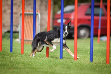 Çeviklik slalom ve sınır collie. Black and White Border collie, Czech çeviklik yarışında yarışıyor. Köpek parkı Ratenice 'de çeviklik yarışması