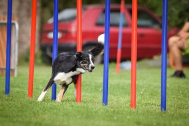 Çeviklik slalom ve sınır collie. Black and White Border collie, Czech çeviklik yarışında yarışıyor. Köpek parkı Ratenice 'de çeviklik yarışması