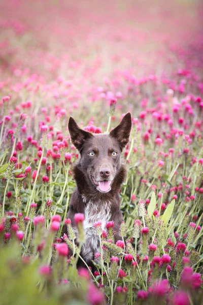 Collie Fronteira Adulto Está Trevo Carmesim Ele Tem Uma Cara — Fotografia de Stock