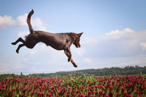 Crazy puppy of border collie is jumping in crimson clover. It was so tall so he must jump.