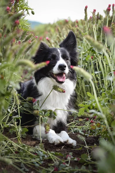 Yetişkin Collie, Crimson Clover 'da oturuyor. Yemek yemeyi çok istiyor..