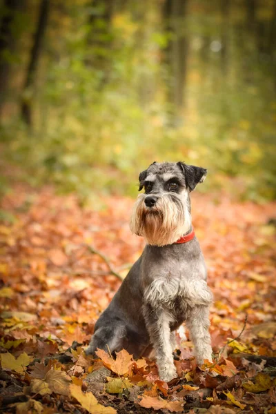 Schnauzer Siedzi Drodze Jesienią Jest Bardzo Szczęśliwa Zewnątrz — Zdjęcie stockowe