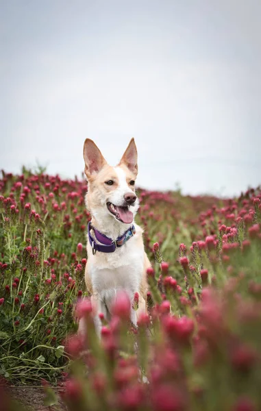 Jung Weißer Hund Sitzt Hohen Shamrock Sie Hat Ein Komisches — Stockfoto