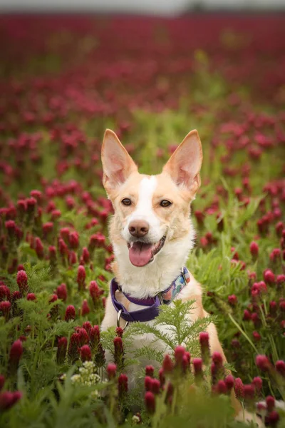 Jung beyaz köpek uzun yonca üzerinde oturuyor. Çok komik bir yüzü var.
