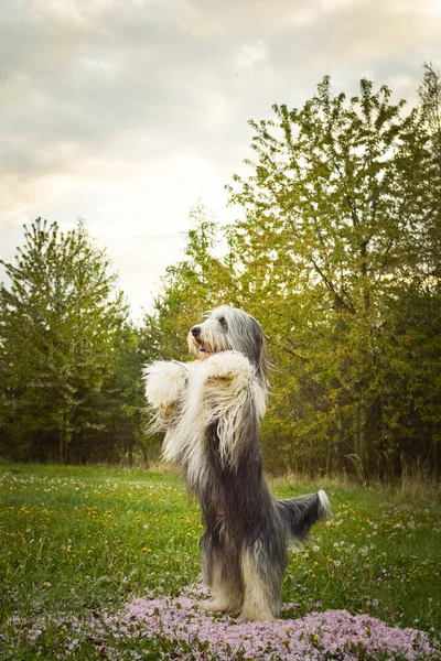 Skäggig Collie Tigger Rosa Blad Fantastiskt Kvällsljus Han Älskar Att — Stockfoto