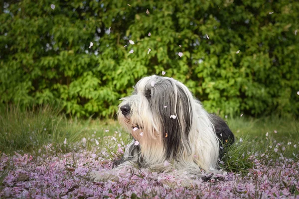 Bärtiger Collie Liegt Rosafarbener Blüte Geduldig Model Und Liebenswerter Hund — Stockfoto