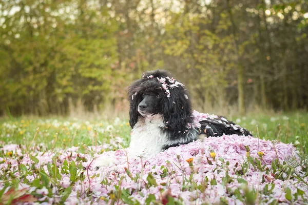 Retrato Poodle Preto Folhas Rosa Flores Ele Adora Fazer Modelo — Fotografia de Stock
