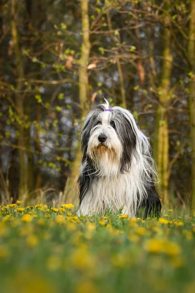 Barbudo Collie Está Corriendo Dientes León Tan Paciente Perro — Foto de Stock