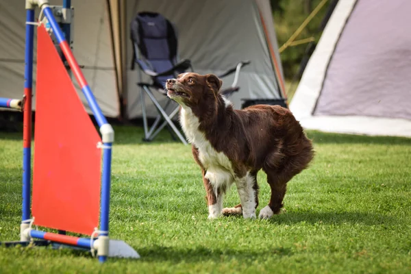 Border Collie Sta Saltando Gli Ostacoli Incredibile Giornata Sulla Formazione — Foto Stock